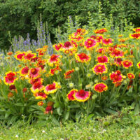 Gaillardia aristata Kobold, K 9x9
