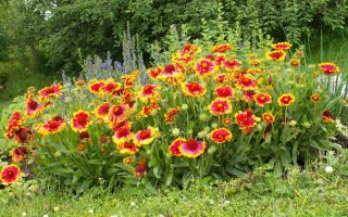 Gaillardia aristata Kobold, K 9x9