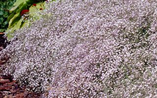 Gypsophila repens Rosenschleier K11x11, Šater plazivý