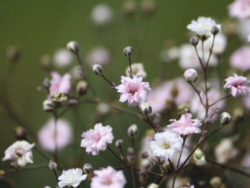 Gypsophila repens Rosenschleier K11x11, Šater plazivý - Obrázek 2
