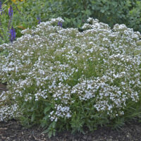 Gypsophila paniculata Šater latnatý, Festival White Flare, K2L