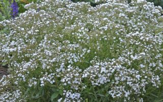 Gypsophila paniculata Šater latnatý, Festival White Flare, K2L