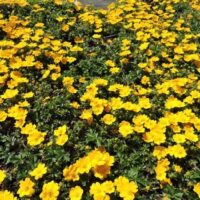 Potentilla crantzii ‘Goldrausch’ K9x9