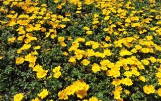 Potentilla crantzii ‘Goldrausch’ K9x9