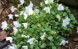 Campanula carpatica 'White Clips'