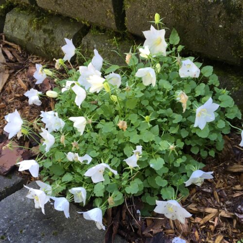 Campanula carpatica 'White Clips' - Image 1