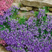 Campanula portenschlagiana ´Birch hybrid´ Zvonek dalmatský  h9
