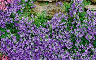 Campanula portenschlagiana ´Birch hybrid´ Zvonek dalmatský  h9