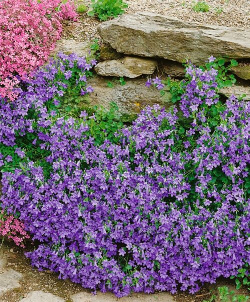 Campanula portenschlagiana ´Birch hybrid´ Zvonek dalmatský  h9 - Obrázek 1