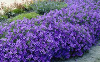 Campanula portenschlagiana Zvonek dalmatský  h9