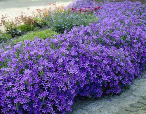 Campanula portenschlagiana Zvonek dalmatský  h9 - Obrázek 1