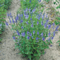 Veronica teucrium Royal Blue, K 9