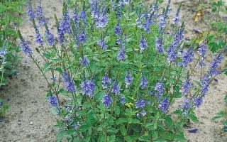 Veronica teucrium Royal Blue, K 9