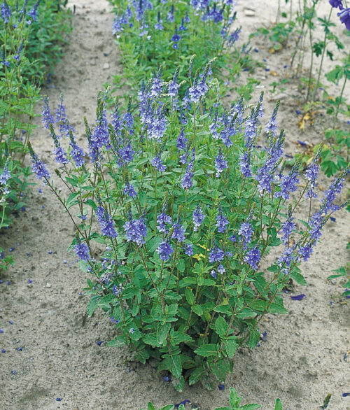 Veronica teucrium Royal Blue, K 9 - Obrázek 1