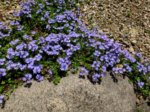 Veronica liwanensis - Image 1