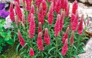 Veronica spicata Eichstetter Heidekind k9