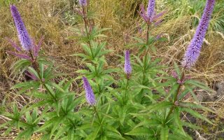 Veronicastrum virginicum ´Cupid´ K11