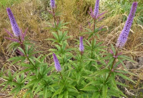 Veronicastrum virginicum ´Cupid´ K11 - Obrázek 1