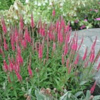 Veronica spicata Rotfuchs k9
