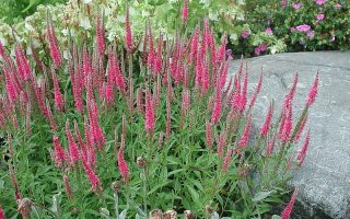 Veronica spicata Rotfuchs k9