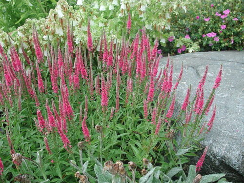 Veronica spicata Rotfuchs k9 - Obrázek 1
