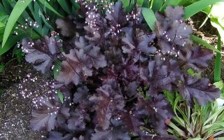 Heuchera dlužicha,  P12 – 'Black Beauty'