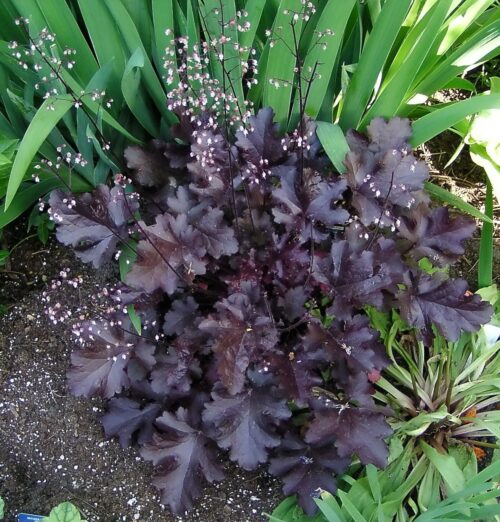 Heuchera dlužicha,  P12 – 'Black Beauty' - Image 1