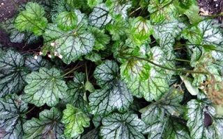 Heuchera americana Marvellous Marble K9