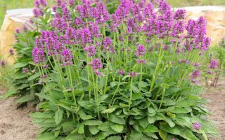 Stachys macrantha Čistec velkokvětý K9