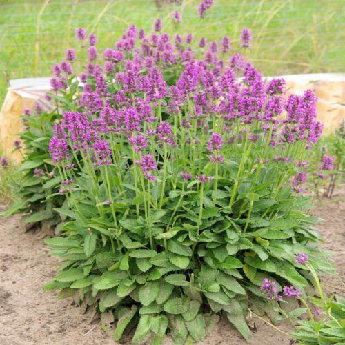 Stachys macrantha Čistec velkokvětý K9 - Obrázek 1
