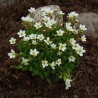 Saxifraga cespitosa ‘Findling’ Lomikámen trsnatý, k9x9