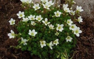 Saxifraga cespitosa ‘Findling’ Lomikámen trsnatý, k9x9