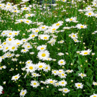 Leucanthemum vulgare ‘May Queen’ Kopretina, K9x9
