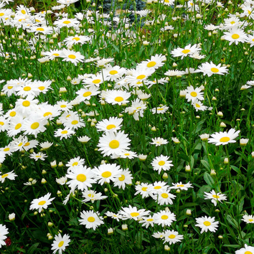 Leucanthemum vulgare ‘May Queen’ Kopretina, K9x9 - Obrázek 1