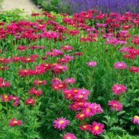 Chrysanthemum coccineum Robinson Rot', K9x9 – Řimbaba