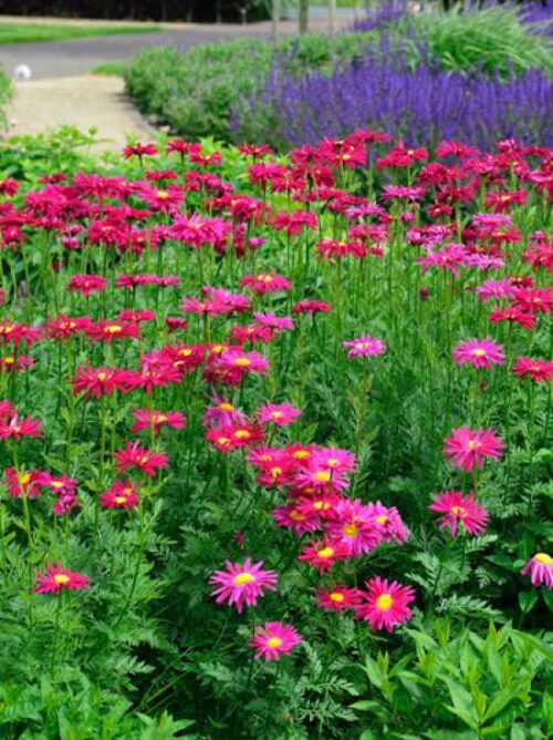 Chrysanthemum coccineum Robinson Rot', K9x9 – Řimbaba - Obrázek 1