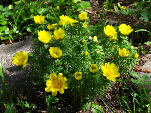 Adonis vernalis Hlaváček jarní, P 14 - Obrázek 1