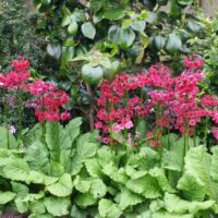 Primula japonica ‘Miller´s Crimson’ Prvosenka japonská, K9x9