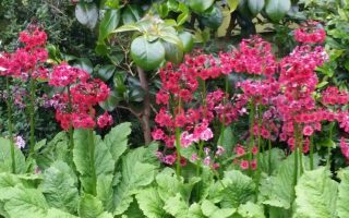 Primula japonica ‘Miller´s Crimson’ Prvosenka japonská, K9x9
