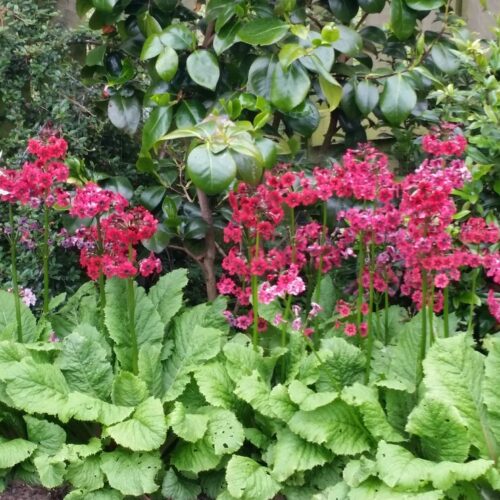 Primula japonica ‘Miller´s Crimson’ Prvosenka japonská, K9x9 - Obrázek 1