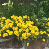 Helianthemum ‘Georgeham’ BEN FHADA K9x9