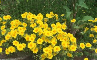 Helianthemum ‘Georgeham’ BEN FHADA K9x9