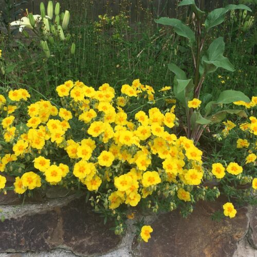 Helianthemum ‘Georgeham’ BEN FHADA K9x9 - Obrázek 1