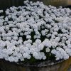 Iberis sempervirens 'Snowflake' - Kontejner, pr. 11 cm