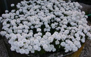 Iberis sempervirens 'Snowflake'