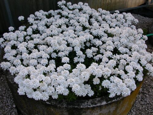Iberis sempervirens 'Snowflake' - Image 1