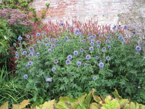 Echinops bannaticus Blue Globe, K9x9 - Obrázek 1