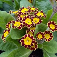 PRIMULA veris 'Little Queen', P 13