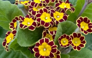PRIMULA veris 'Little Queen', P 13