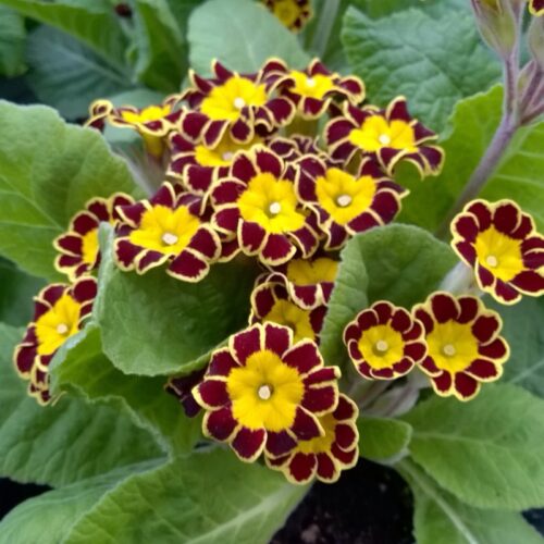 Primula veris ‘Little Queen Red’ K9x9 - Image 1